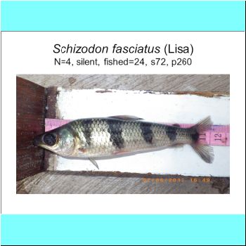 Schizodon fasciatus.png